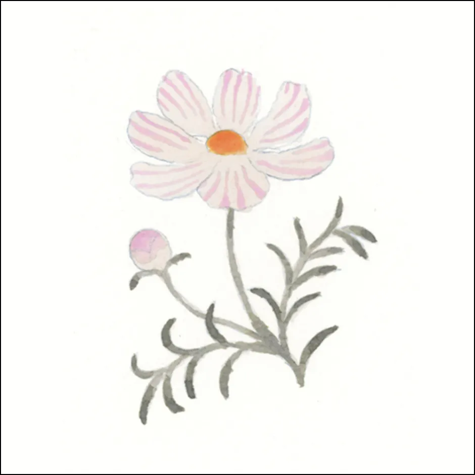 コスモスの描き方3