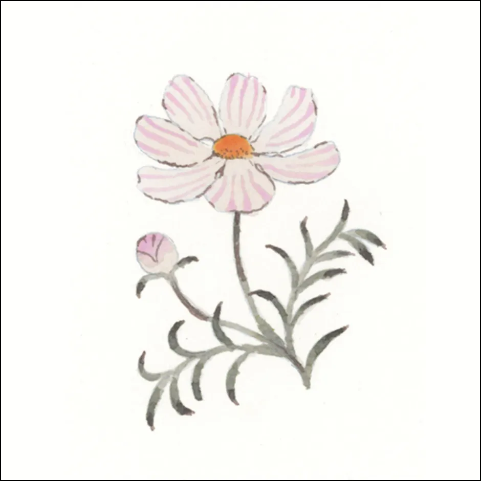 コスモスの描き方4