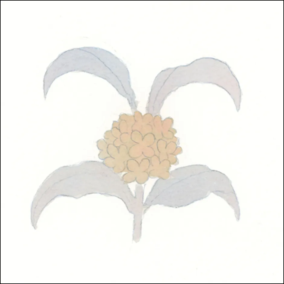 金木犀の描き方2