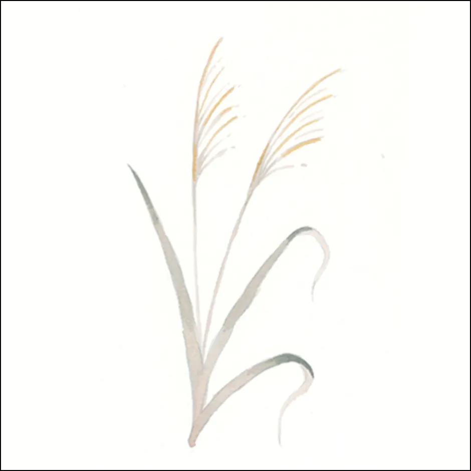 ススキの描き方3