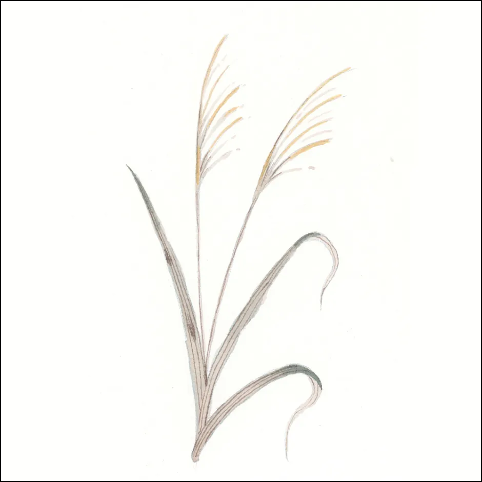 ススキの描き方4