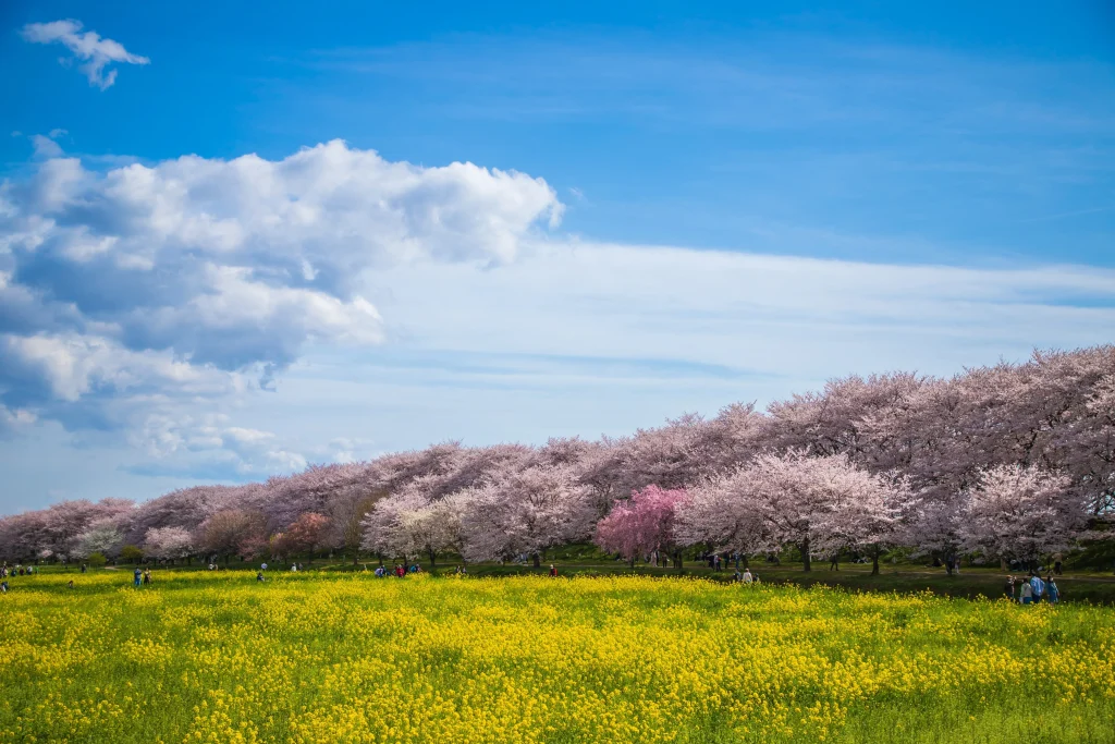 桜並木の写真