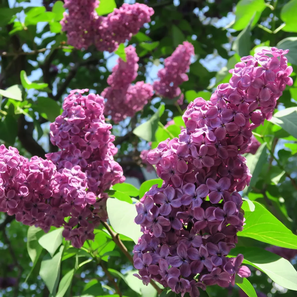 満開のライラック