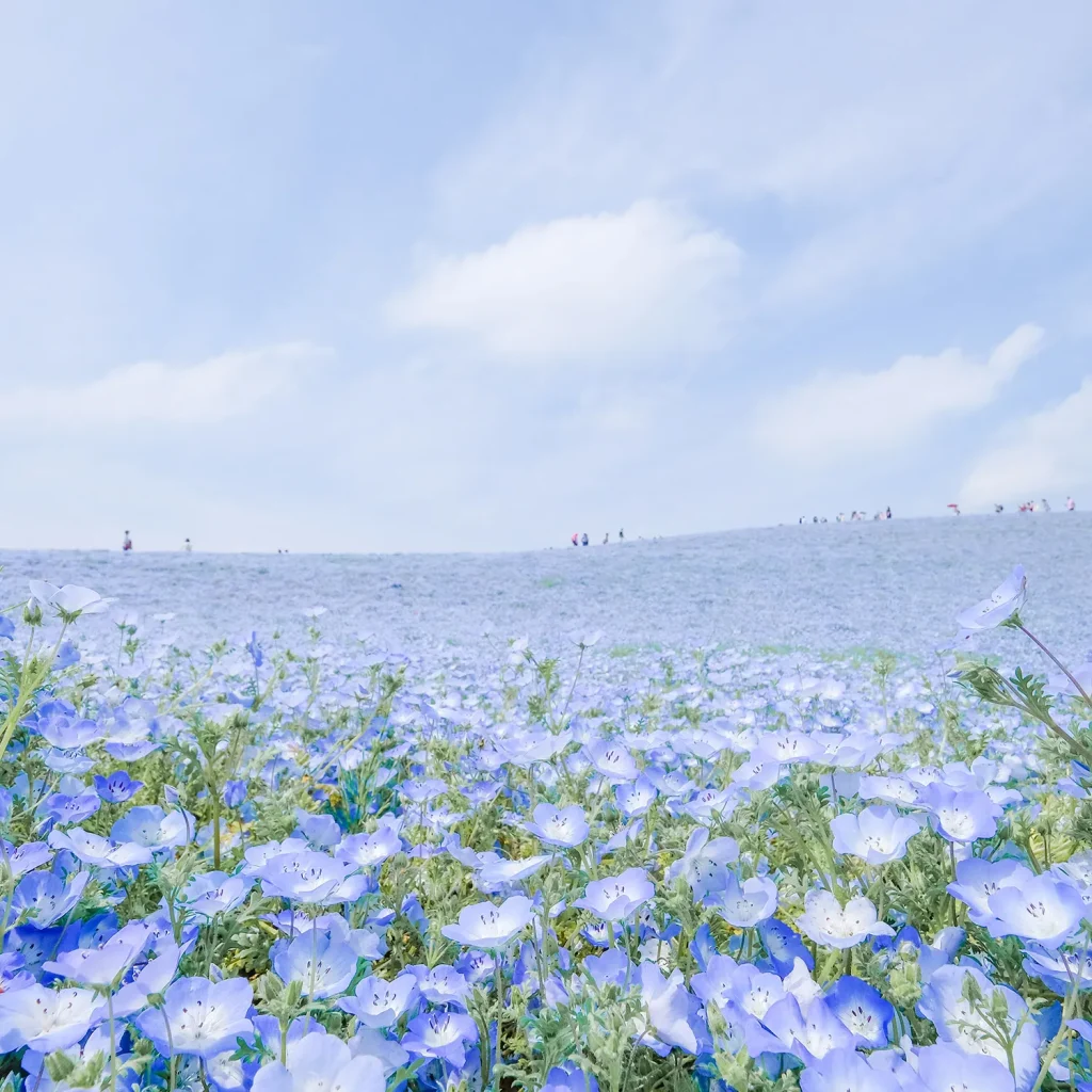 ひたち海浜公園に咲くネモフィラ